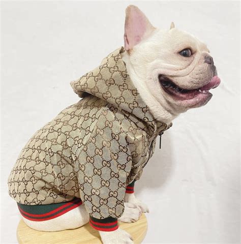 gucci rain coat for dogs